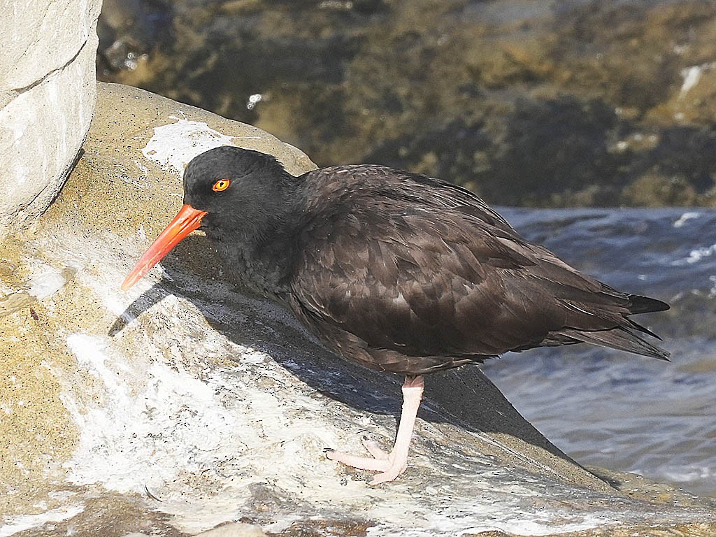 Ostrero Negro Norteamericano - ML647210000