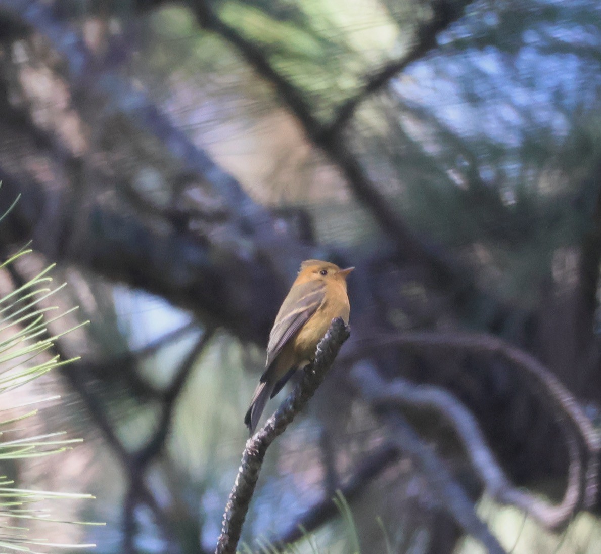 Gelbbauch-Schnäppertyrann - ML647210014