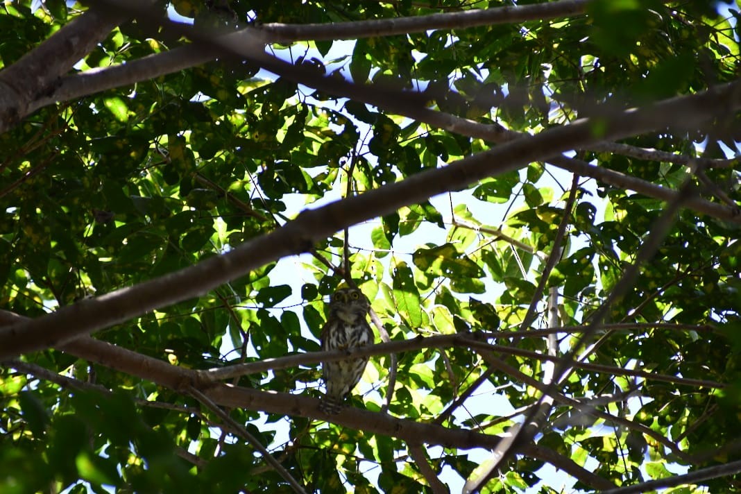 Ferruginous Pygmy-Owl - ML647210022