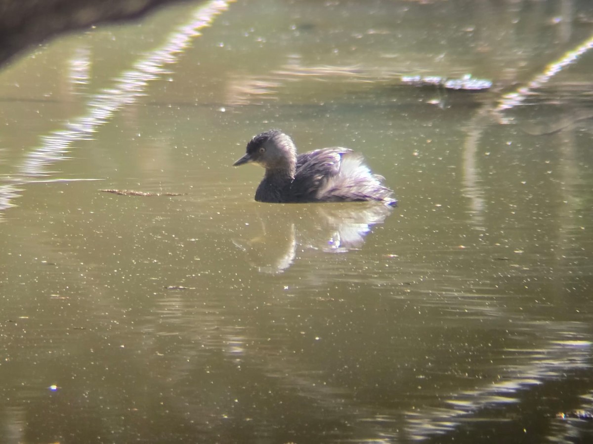 Least Grebe - ML647210023