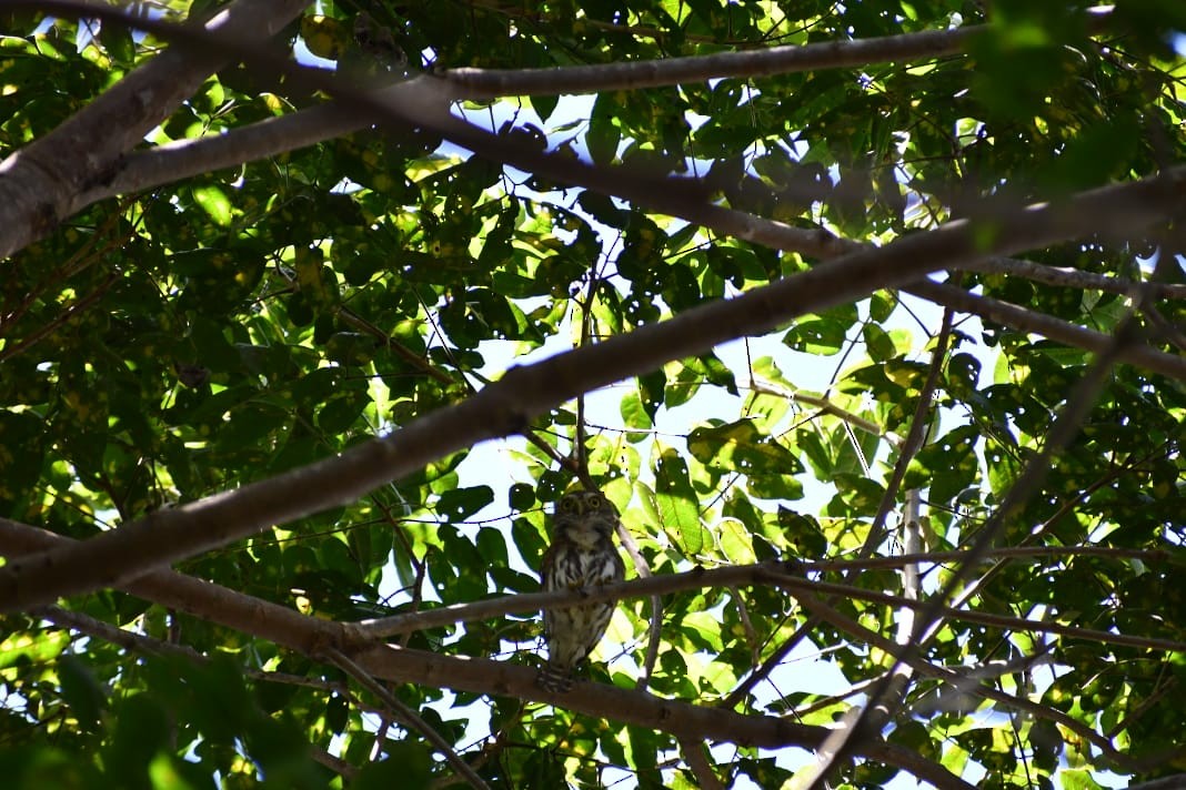 Ferruginous Pygmy-Owl - ML647210024