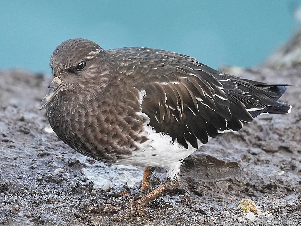 Vuelvepiedras Oscuro - ML647210026