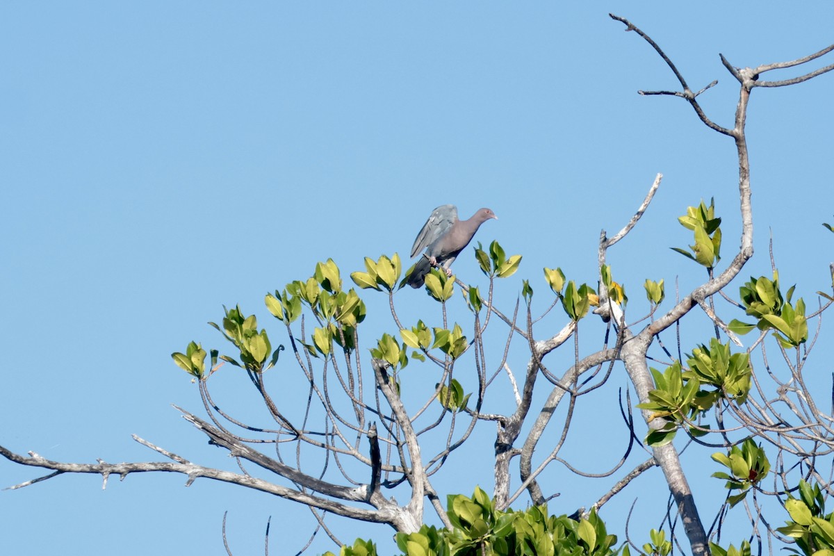 Red-billed Pigeon - ML647210035