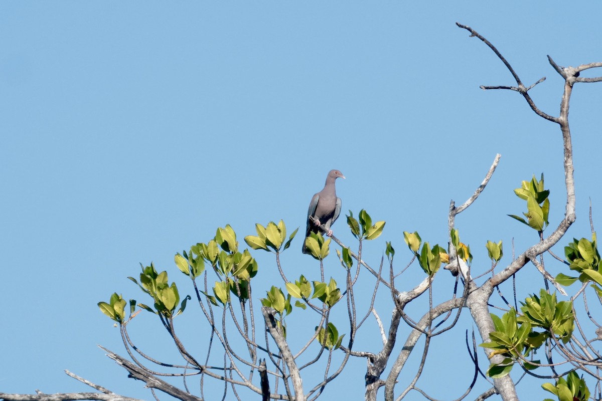 Red-billed Pigeon - ML647210036