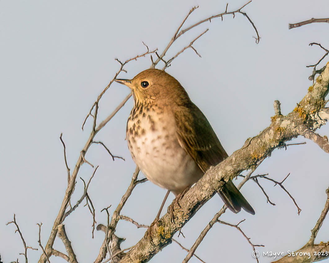 Hermit Thrush - ML647210037