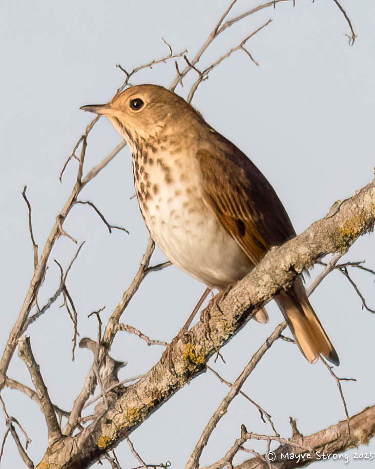Hermit Thrush - ML647210038