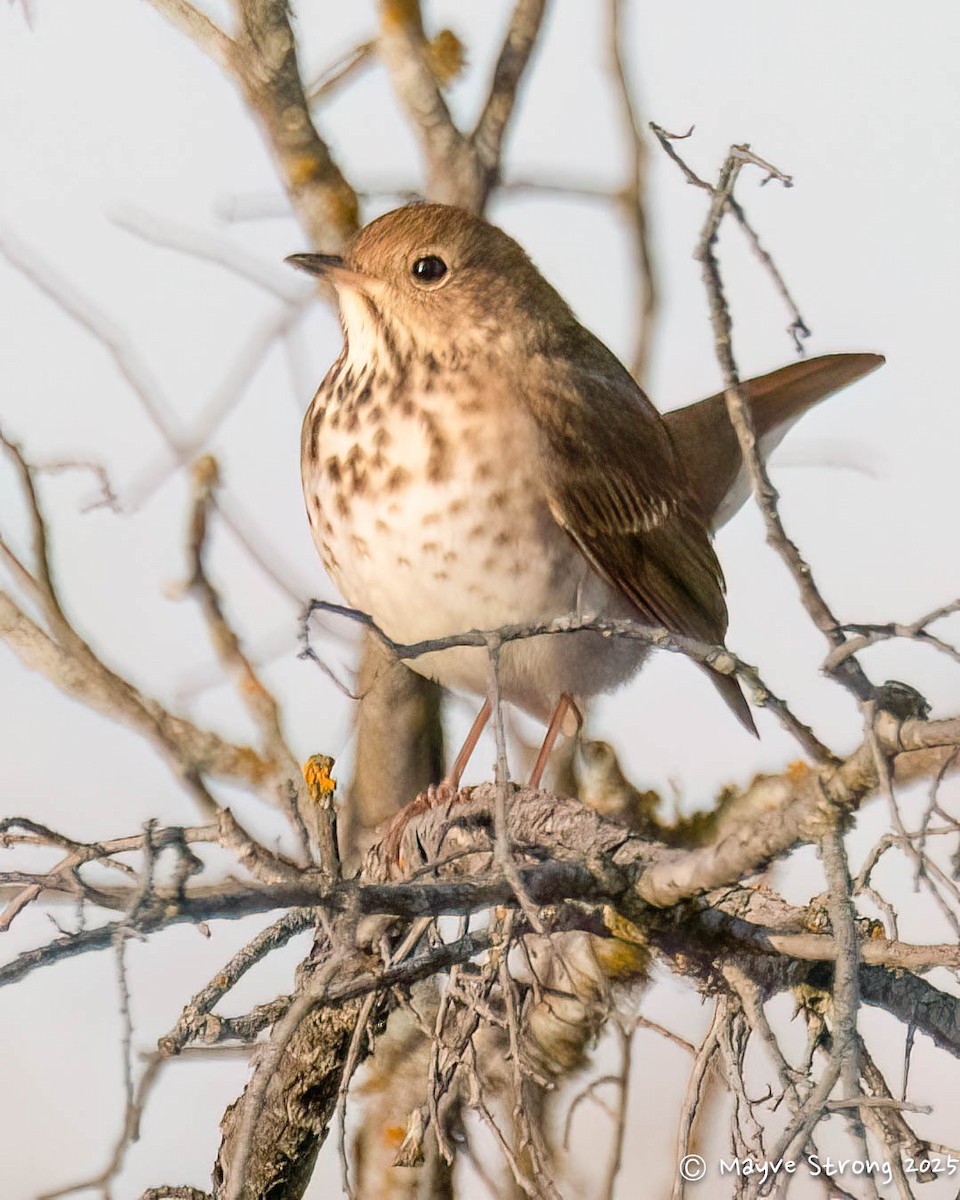 Hermit Thrush - ML647210039