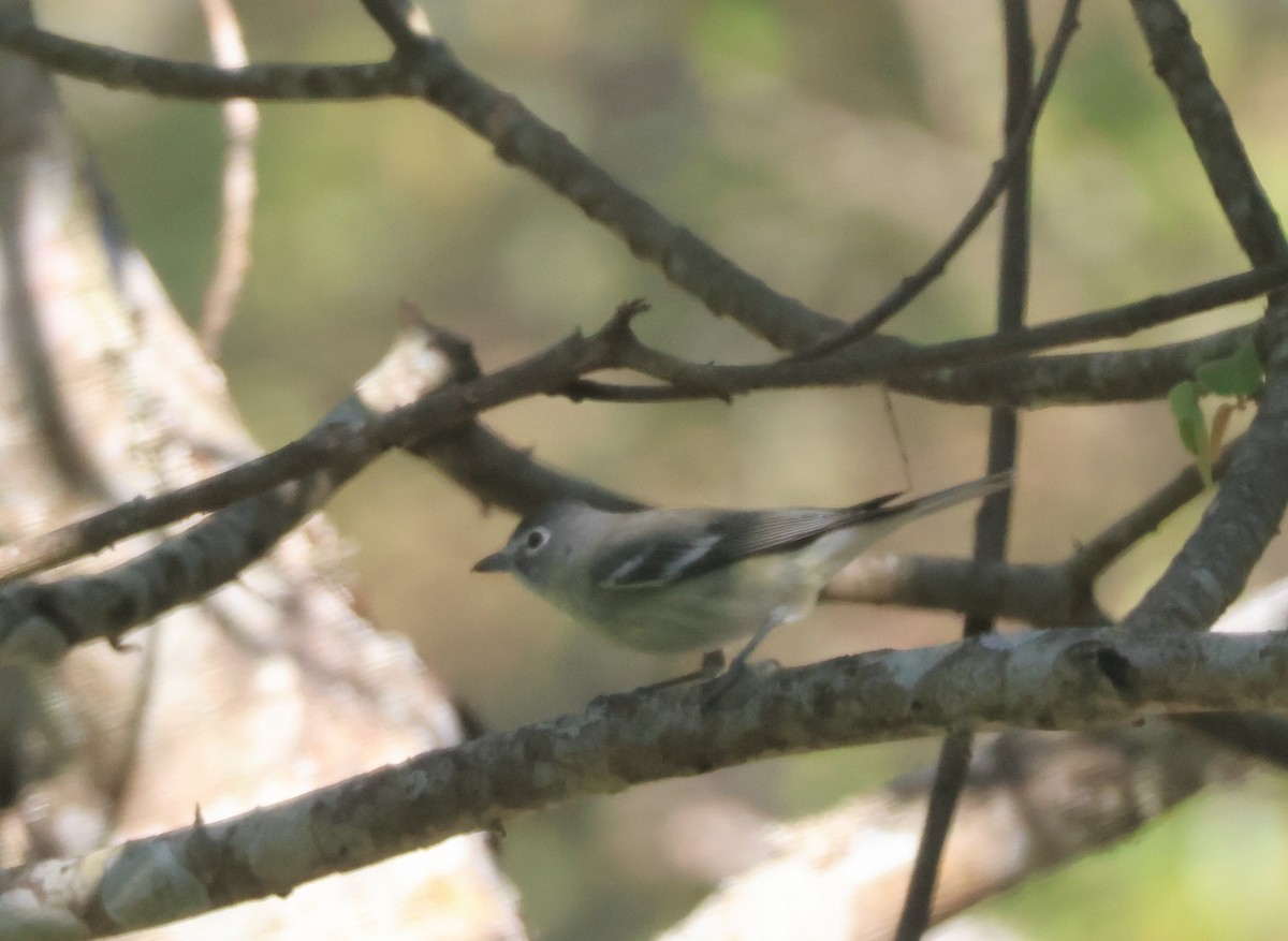 Weißstirnvireo - ML647210041