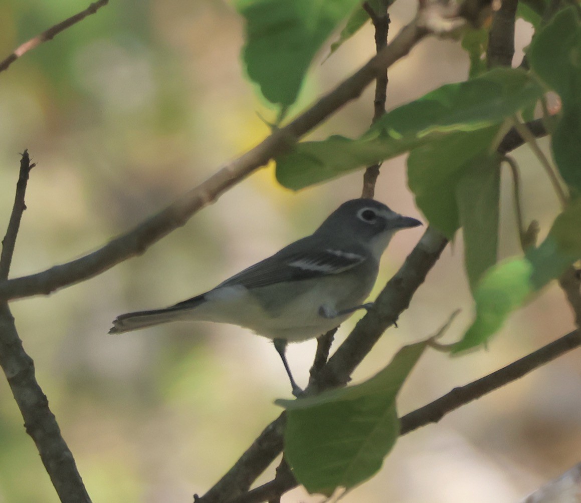 Weißstirnvireo - ML647210042