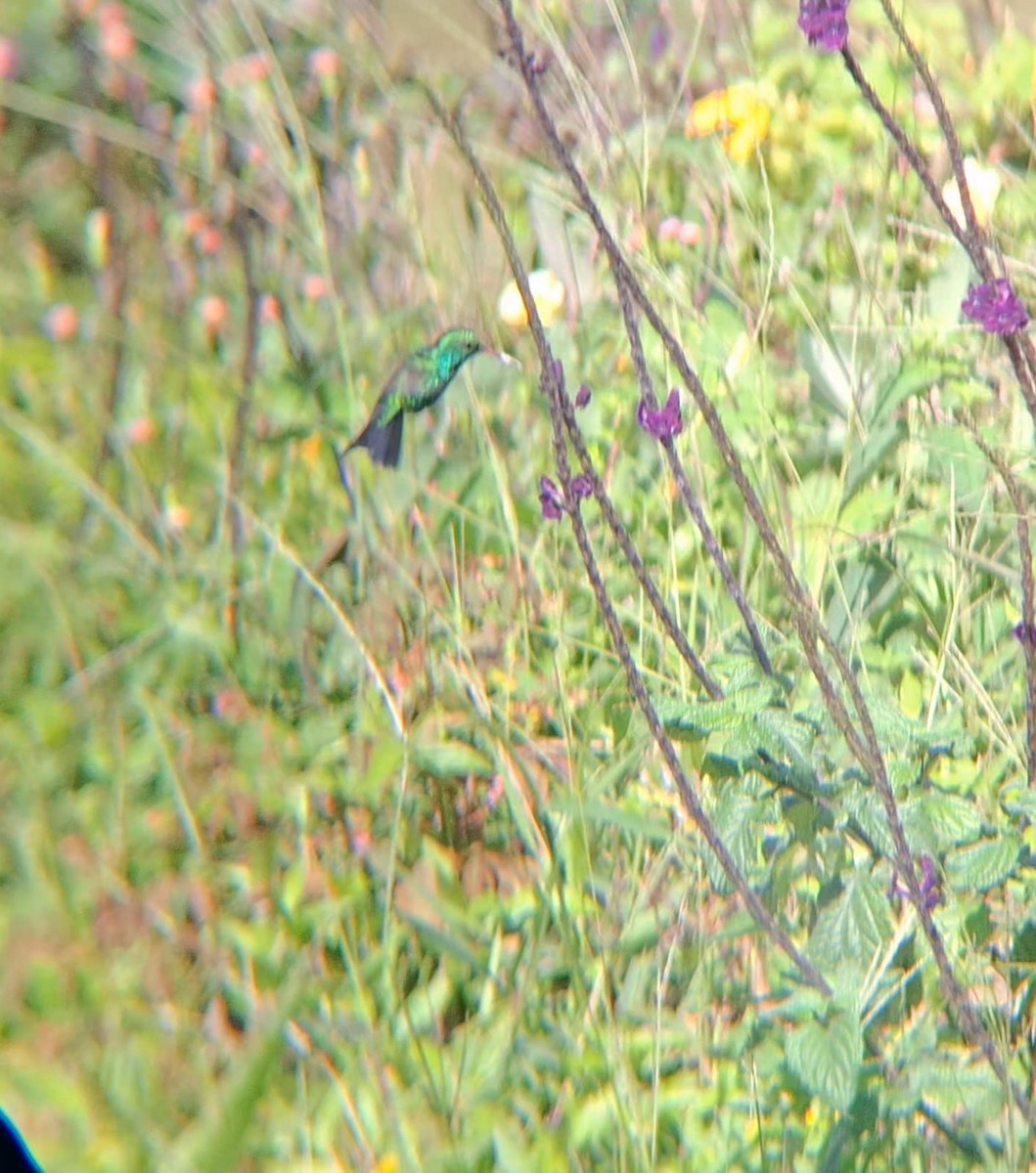 Gray Hawk - ML647210047