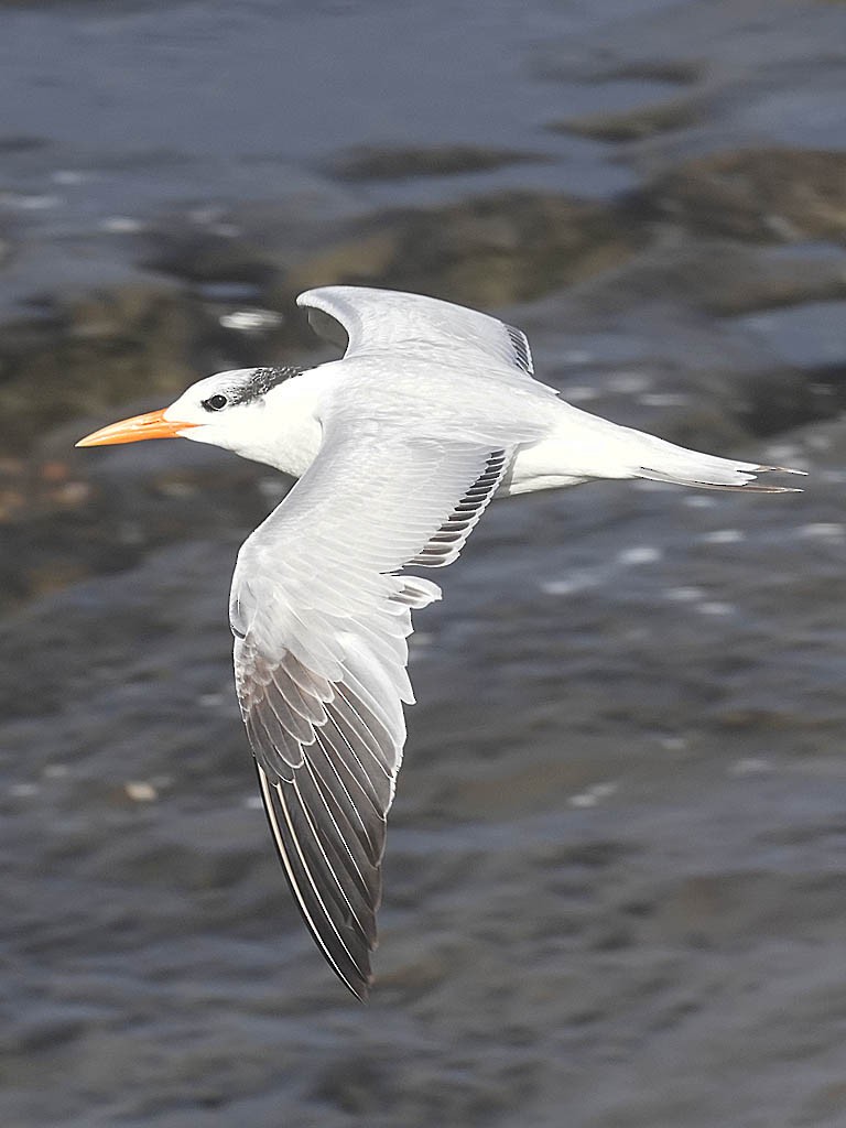 Charrán Real Americano - ML647210048