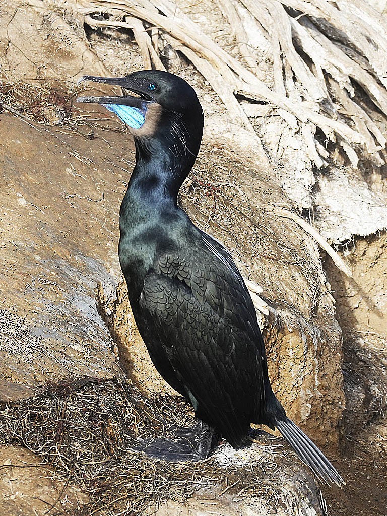 Cormorán Sargento - ML647210053