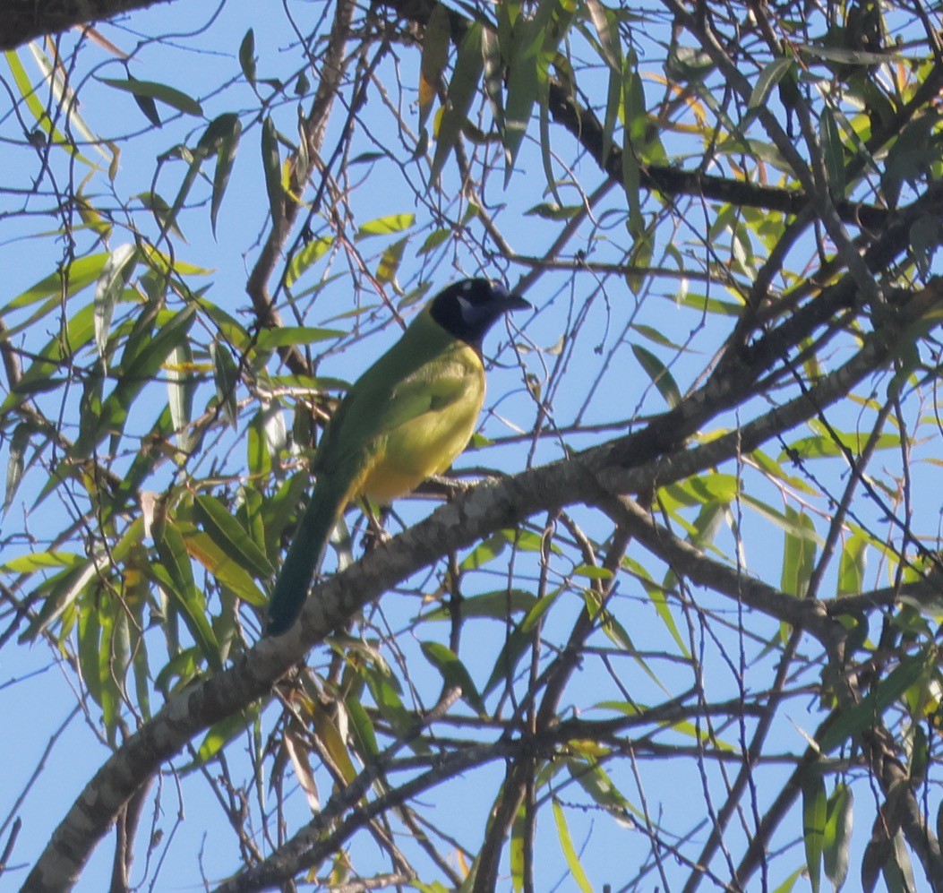 Geai vert - ML647210060