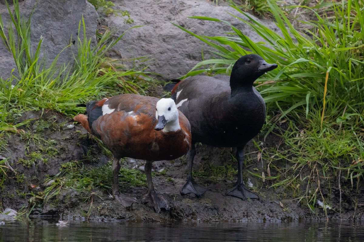 クロアカツクシガモ - ML647210061