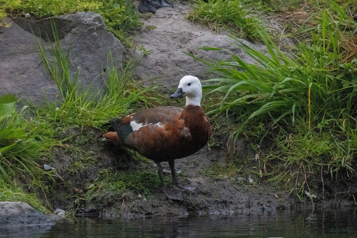 クロアカツクシガモ - ML647210062