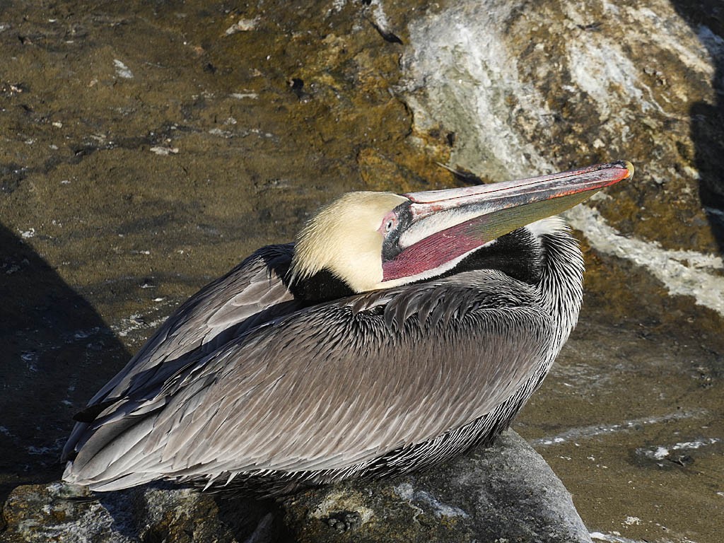 Pelícano Pardo - ML647210065