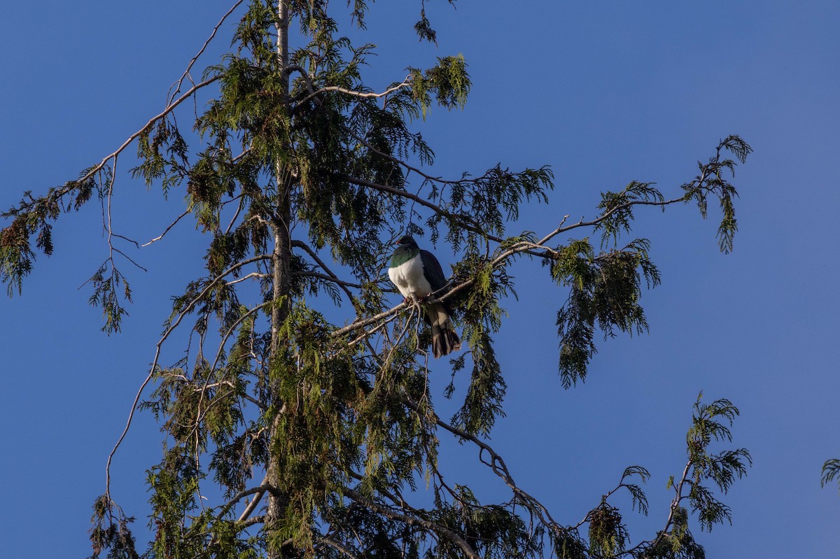New Zealand Pigeon - ML647210069