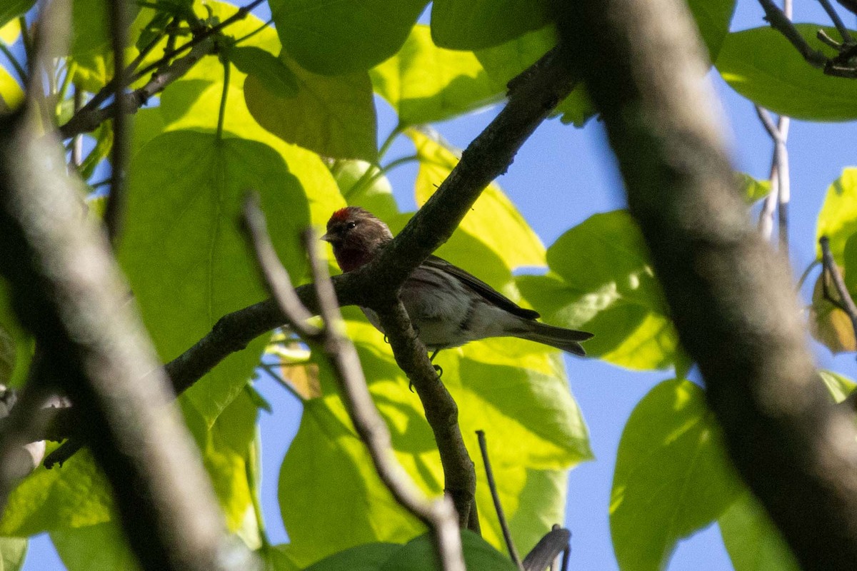 Redpoll (Lesser) - ML647210073