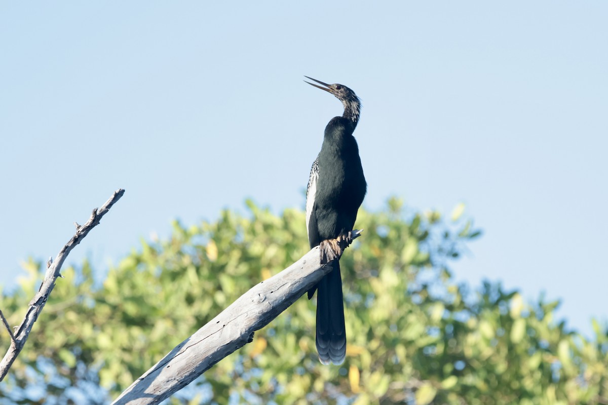 Змієшийка американська - ML647210075