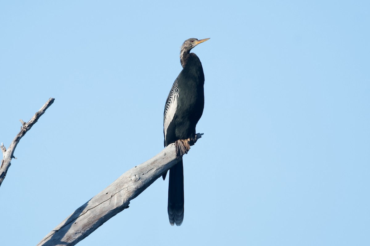 Змієшийка американська - ML647210076