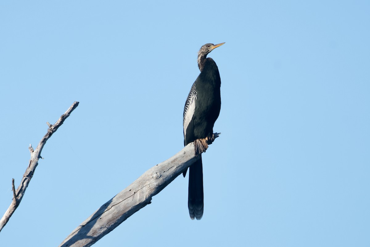 Змієшийка американська - ML647210077