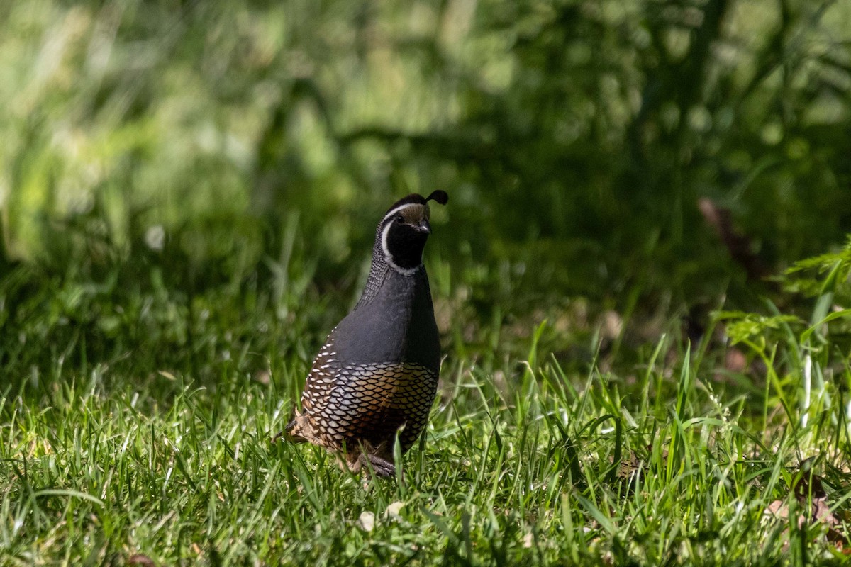 Перепелиця каліфорнійська - ML647210079