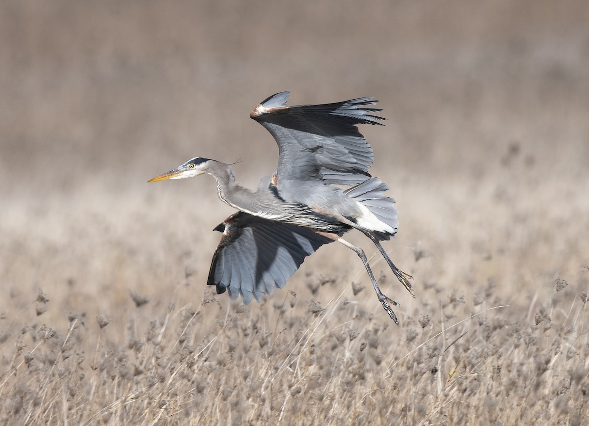 Great Blue Heron - ML647210080