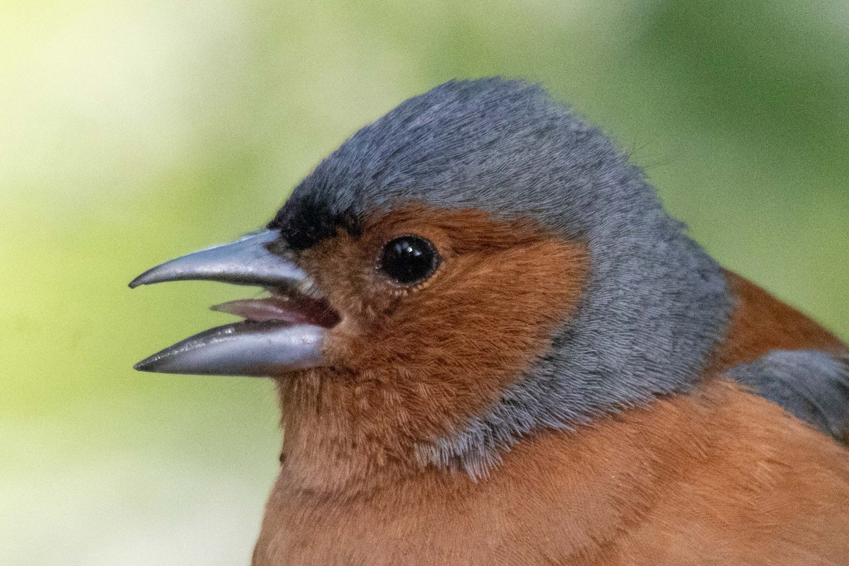 Зяблик звичайний - ML647210083