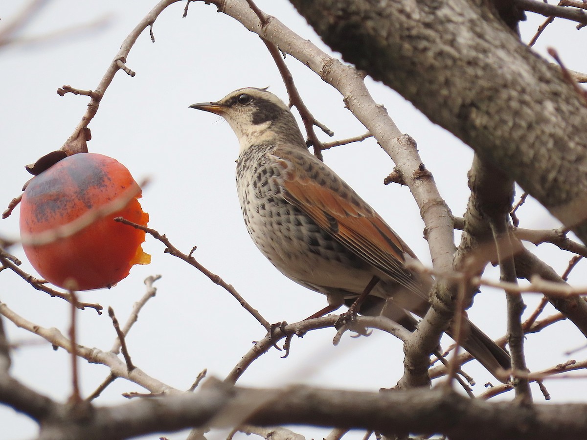 Дрізд темний - ML647210086