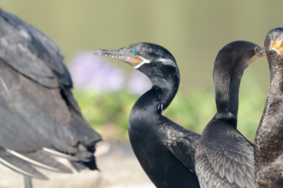 Баклан бразильський - ML647210087