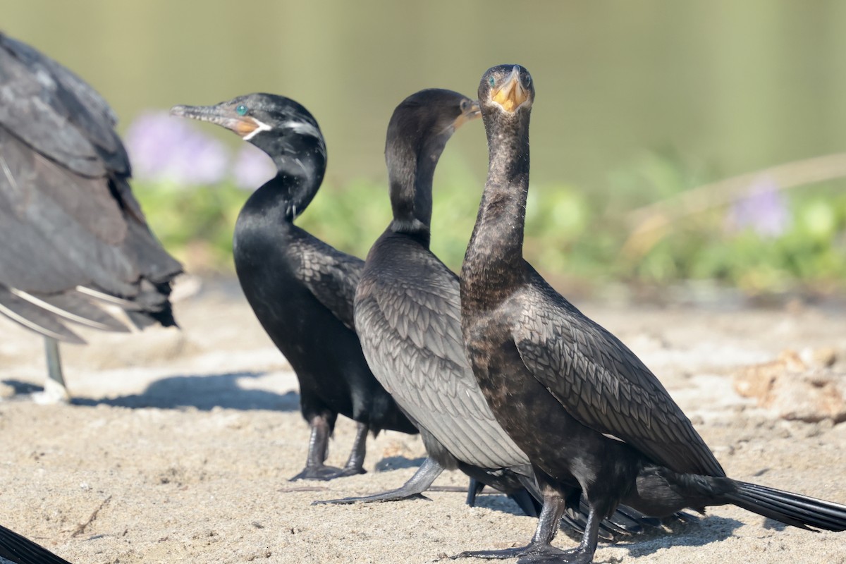 Баклан бразильський - ML647210088