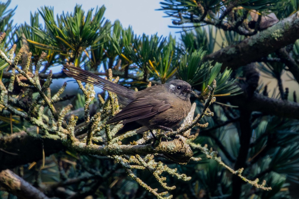 New Zealand Fantail (New Zealand) - ML647210093