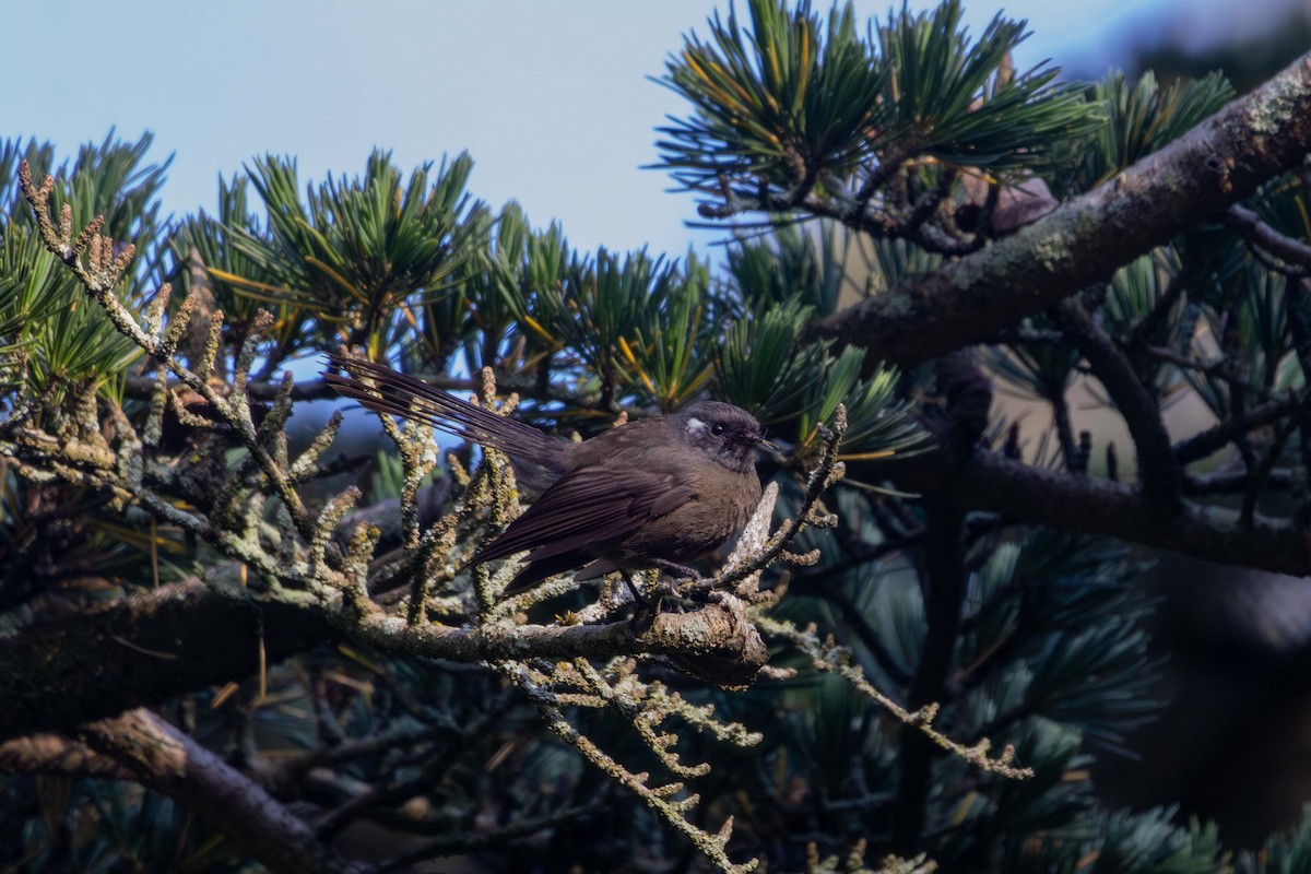 New Zealand Fantail (New Zealand) - ML647210094