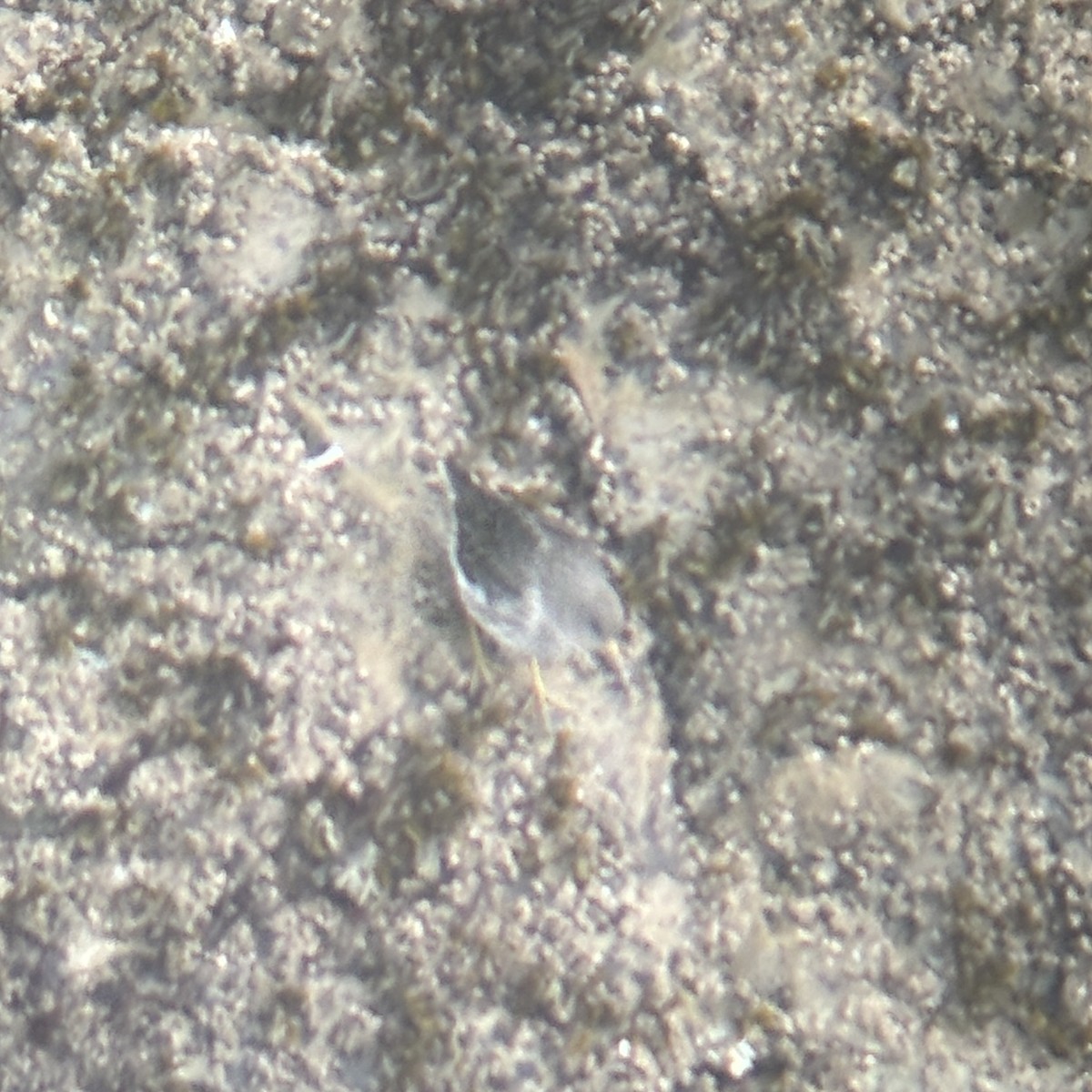 Побережник берингійський - ML647210095