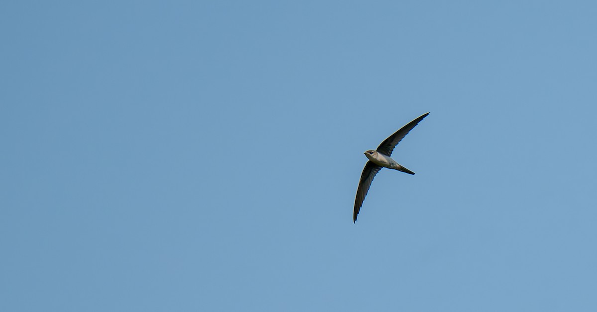 Серпокрилець південноазійський - ML647210096