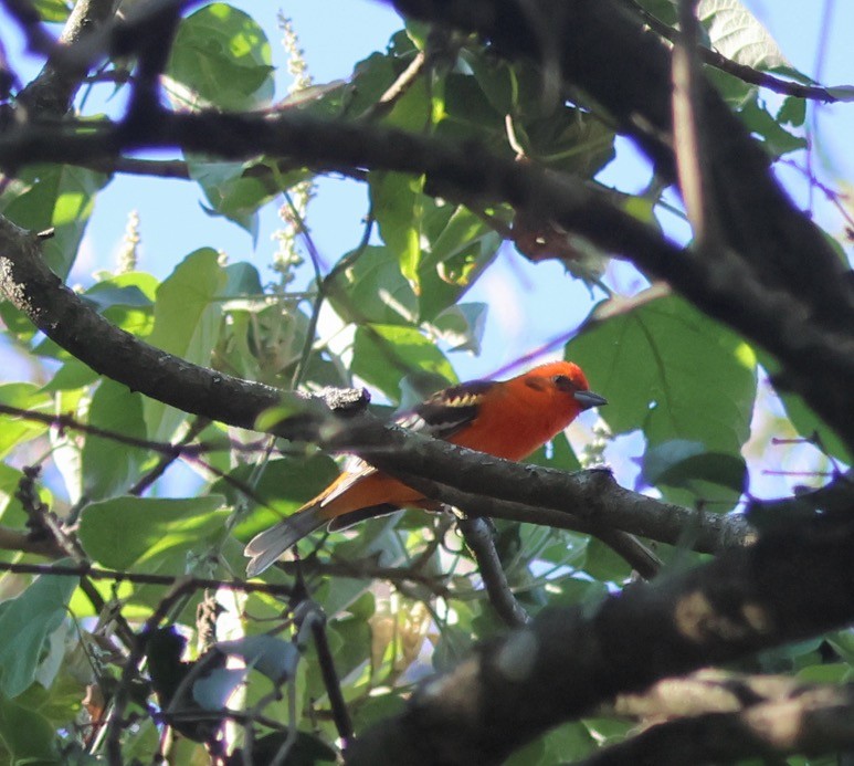 Піранга вогниста - ML647210097