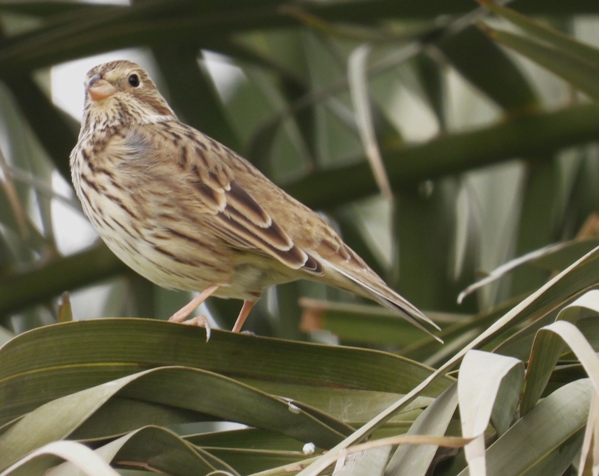 Просянка - ML647210101