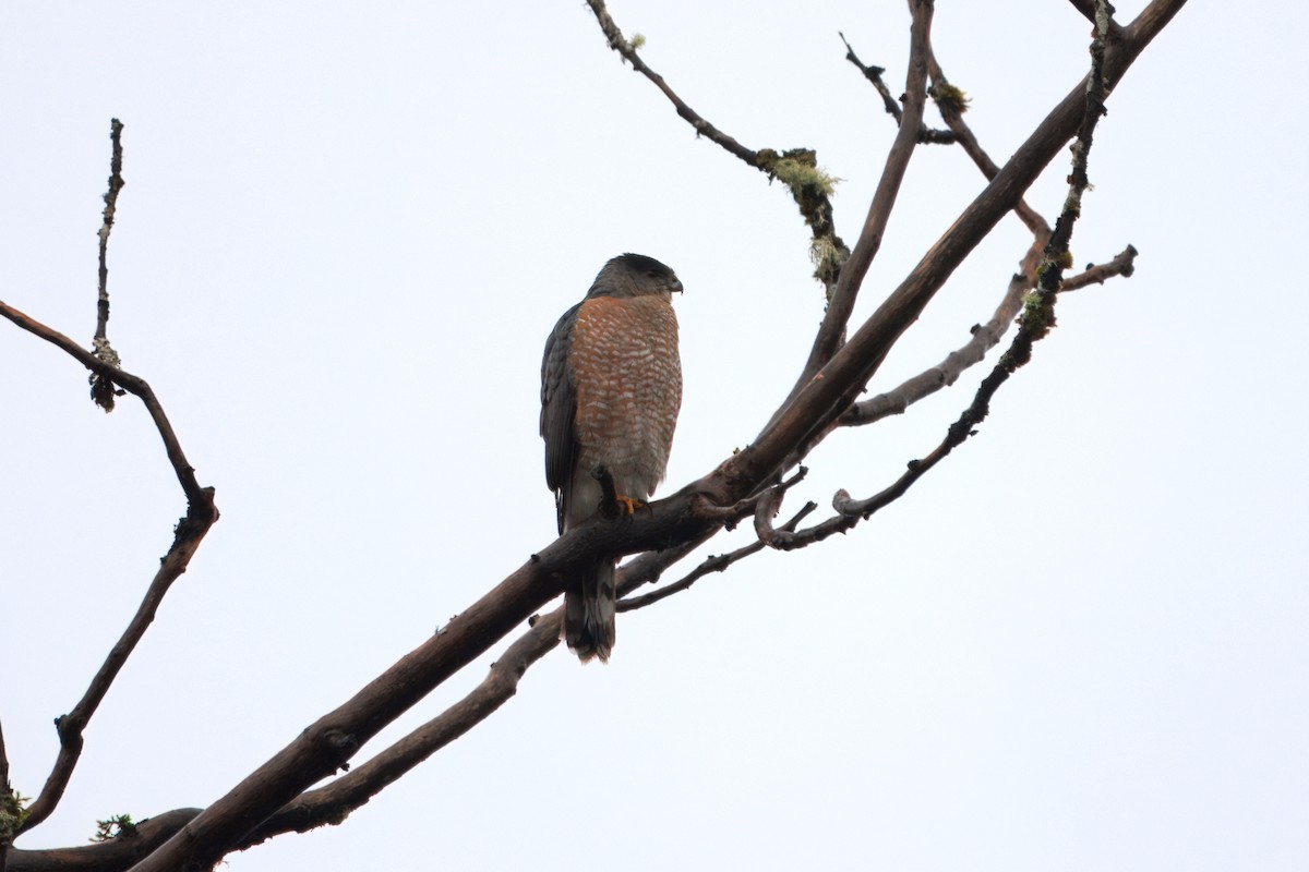 Яструб чорноголовий - ML647210103