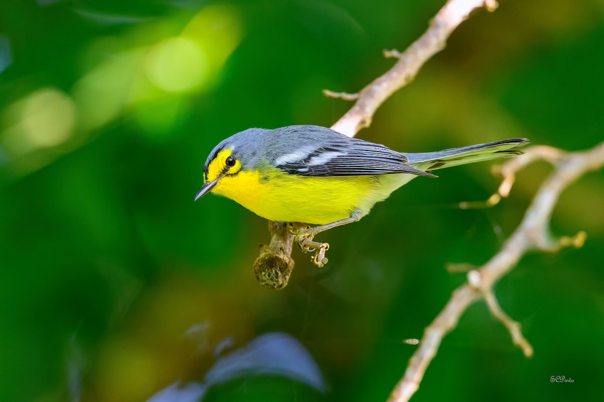 Пісняр-лісовик лусійський - ML647210104
