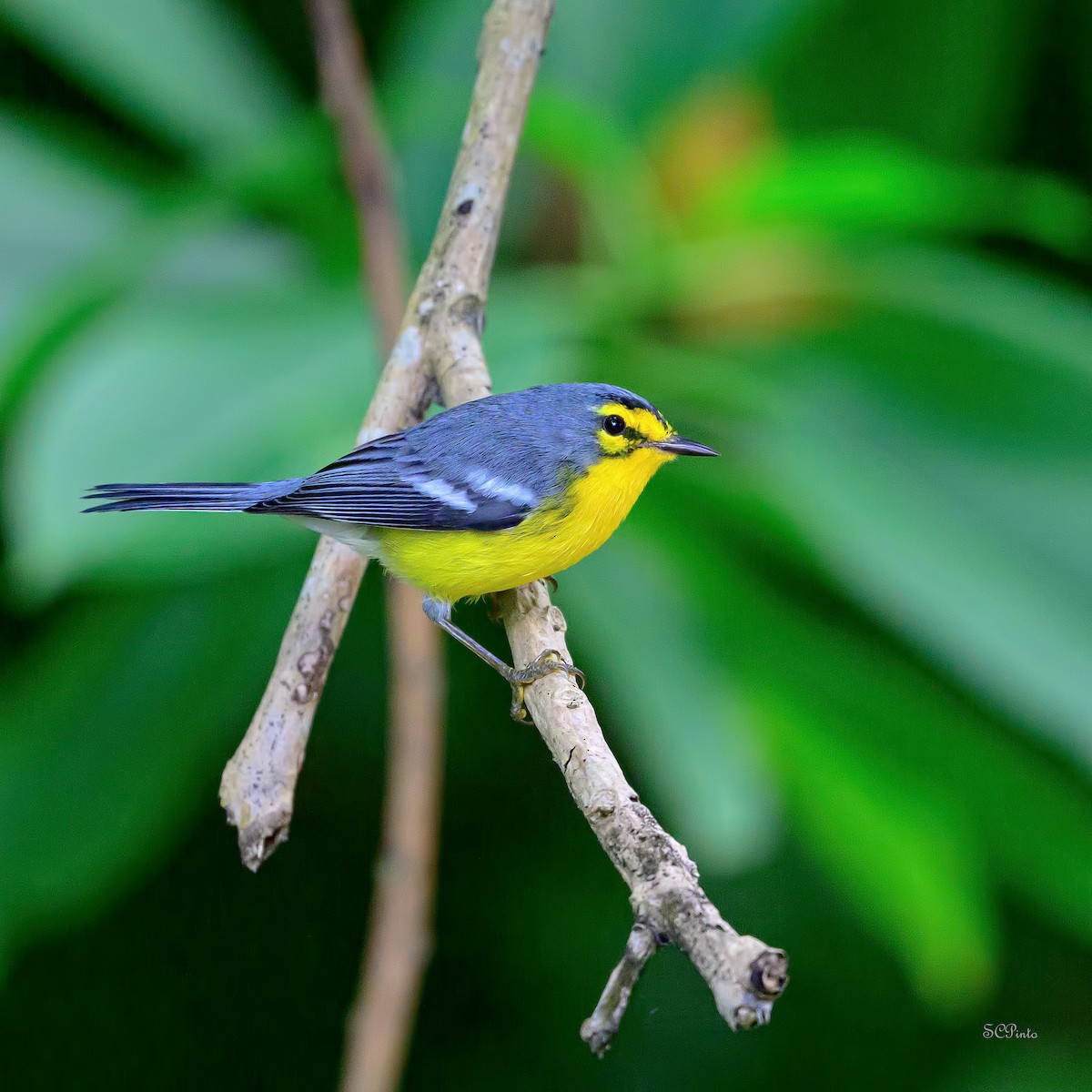 Пісняр-лісовик лусійський - ML647210105