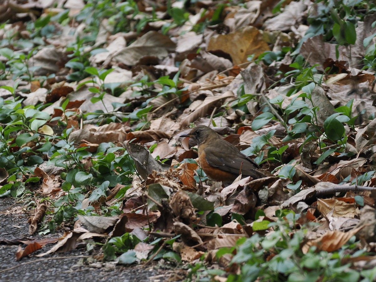 Дрізд золотистий - ML647210107