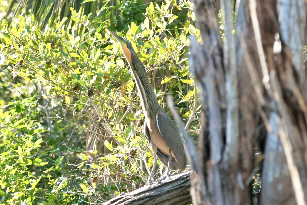 Бушля мексиканська - ML647210108
