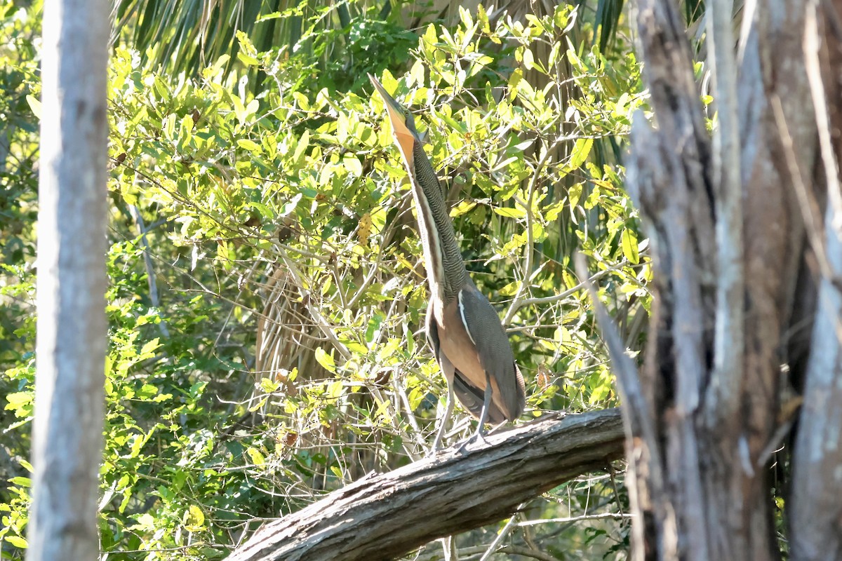 Бушля мексиканська - ML647210109