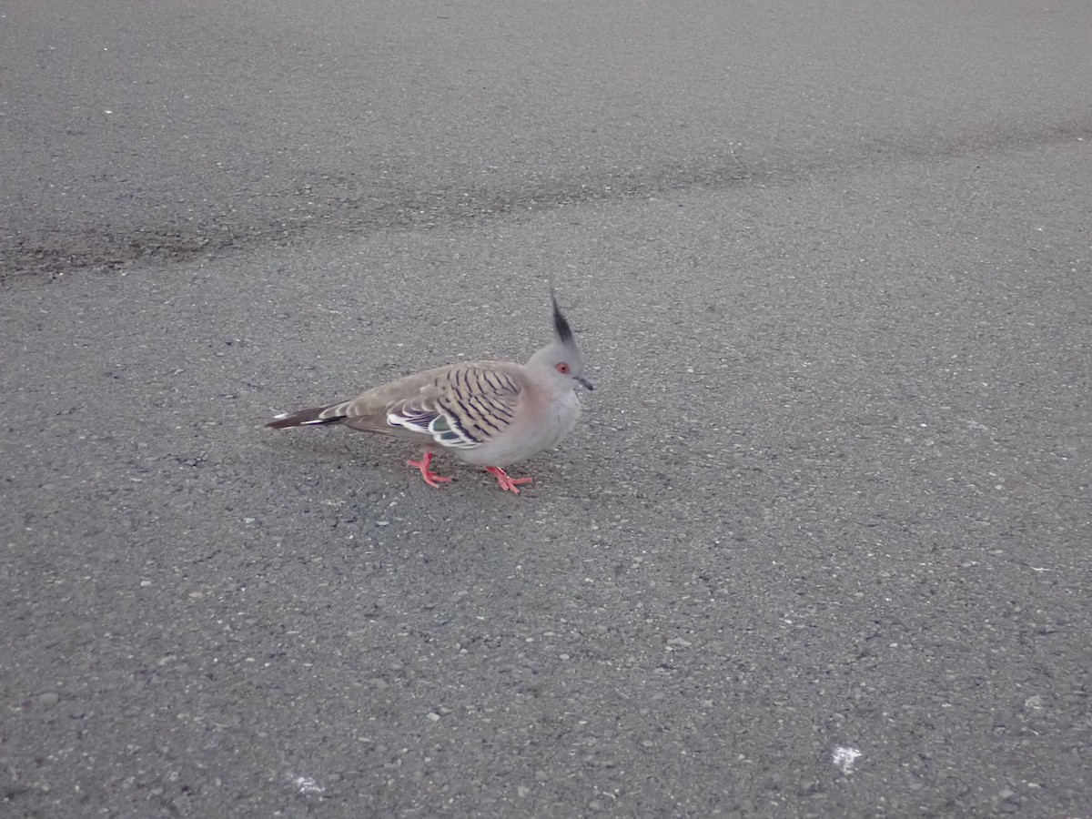 Голуб-бронзовокрил чубатий - ML647210115