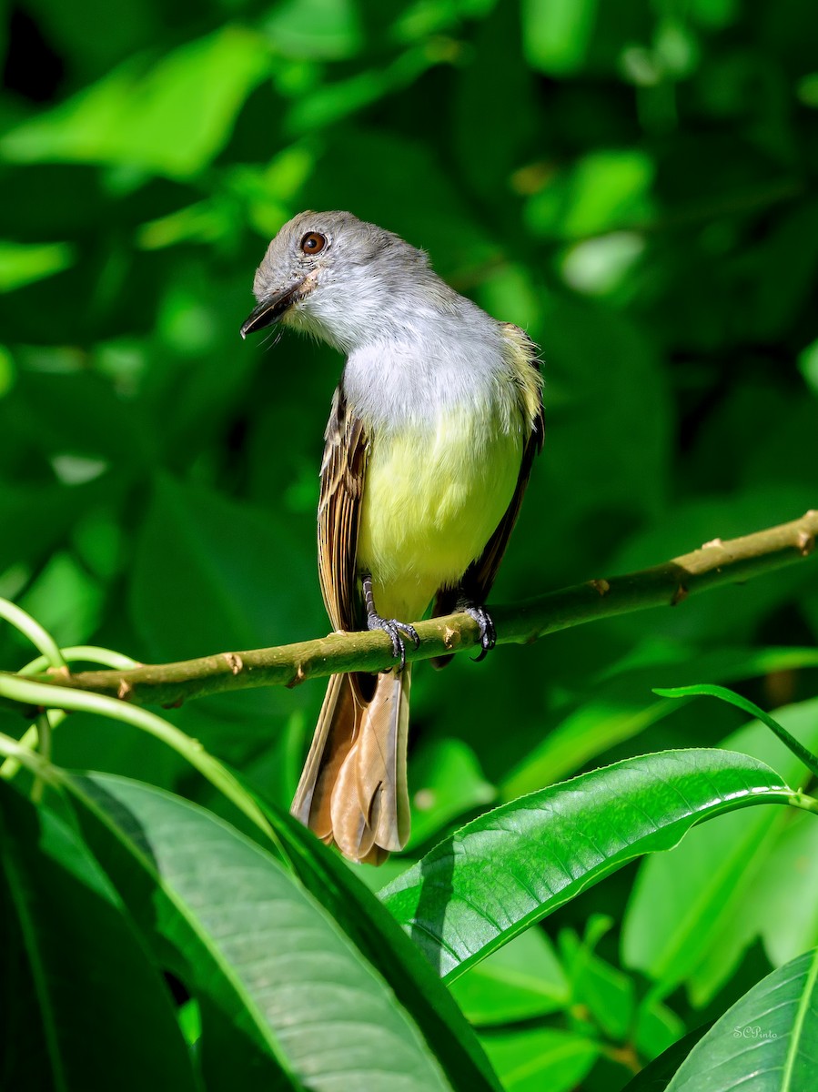 Копетон рудокрилий - ML647210116