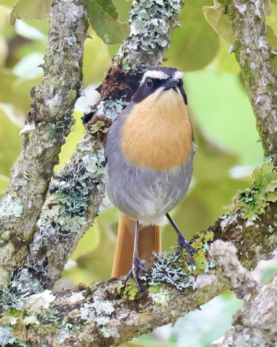 Золотокіс садовий - ML647210117