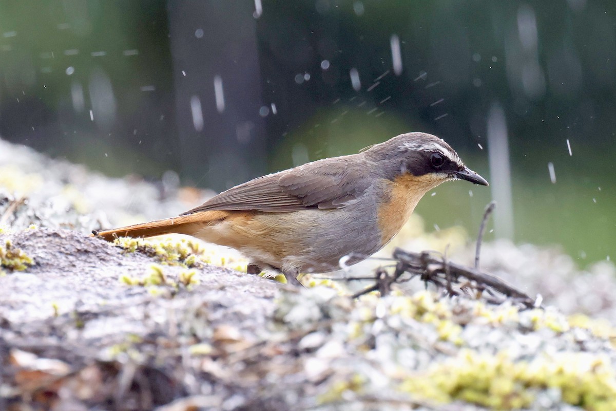 Золотокіс садовий - ML647210118