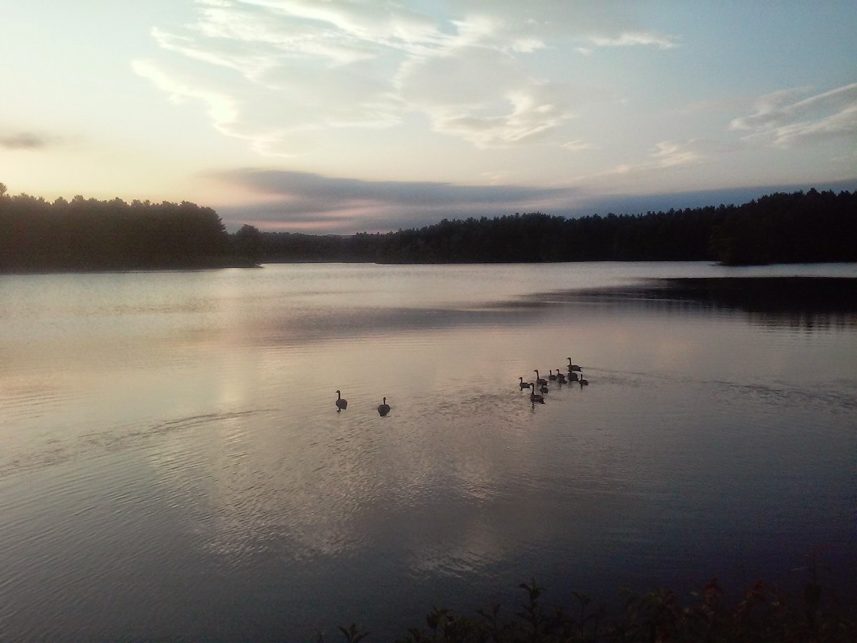 Казарка канадська - ML647210119