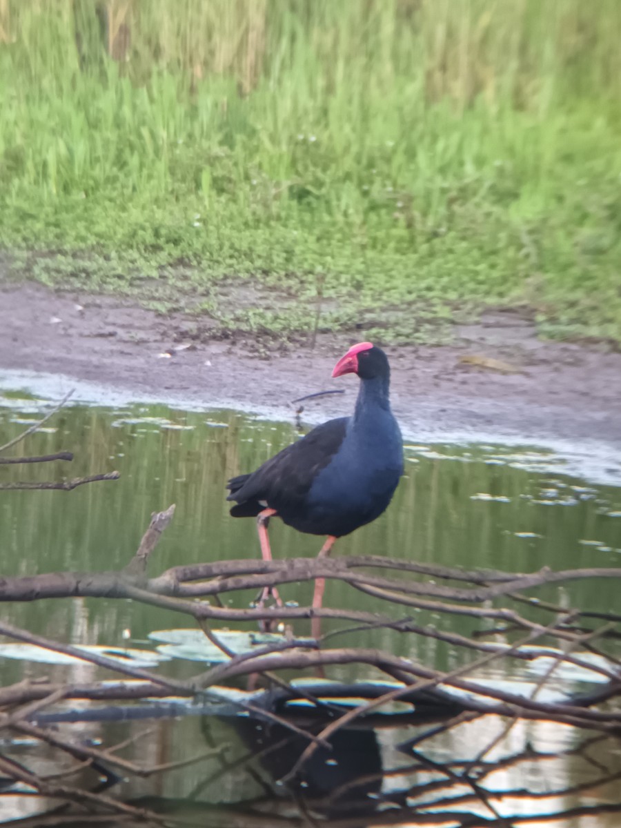 Australasian Swamphen - ML647210120