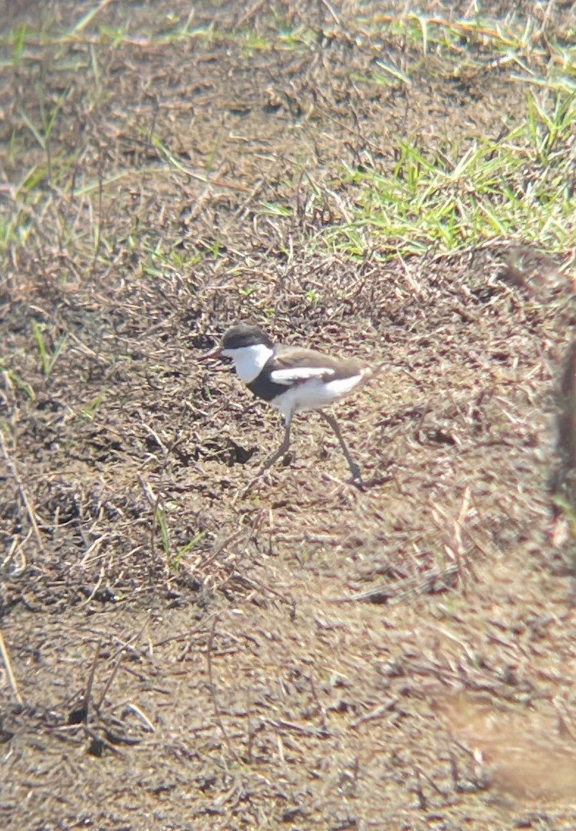 Чайка чорногруда - ML647210121